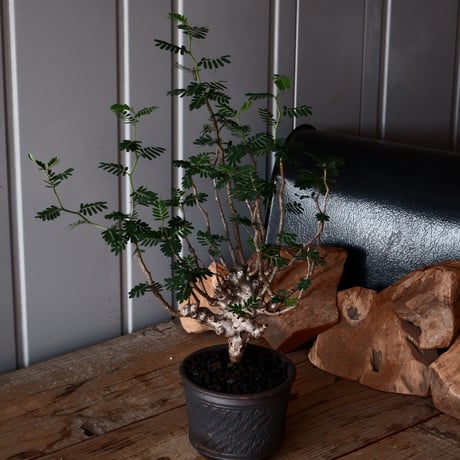 センナ メリディオナリス 輸入株［No.35］  ×  與那嶺大輔 作 【 琉球飛鉋 / 4号】植木鉢