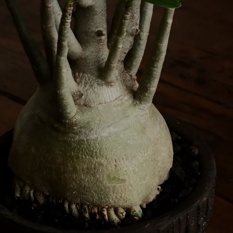 《丸型》アデニウム アラビカム " ドワーフ " φ10cm［No.13］  ×   沼野秀章 作「 black wrap 」4号 植木鉢 笠間焼
