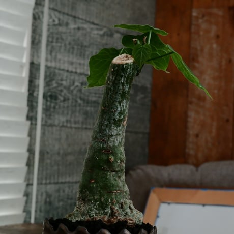 アデニア クリスタルグリーン［No.55］  ×   根本峻吾 作 S.N POT type.slim「 鐡 - 黒焔 - 」3号 植木鉢 笠間焼