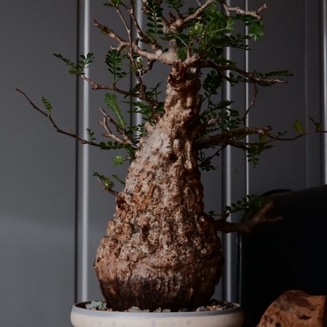オペルクリカリア パキプス φ 11cm［No.29］  × 杉山悠 作 4号 植木鉢 笠間焼