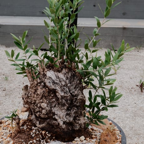 Old Olive 古木オリーブ［No.05］× 11号皿鉢(φ33cm)