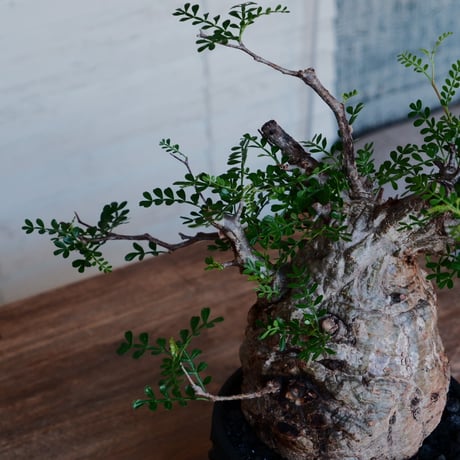 オペルクリカリア パキプス φ12cm［No.36］  ×   根本峻吾 作 S.N POT 「 覚醒 - kakusei - 」5号 植木鉢 笠間焼
