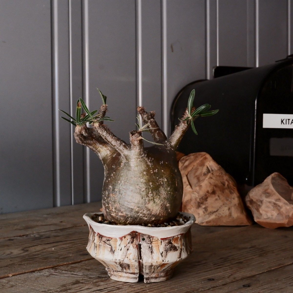 沼野秀章 / 刻ム音 / 5号 新品未使用 アガベ グラキリス 沼野秀章 / 刻