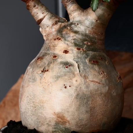 キフォステンマ ベティフォルメ ナローリーフ ソマリア産 輸入株［No.28］  × 根本峻吾 作品【 S.N POT type.slim「 雷電 / 月光 ver. 」3.5号 】笠間焼 植木鉢