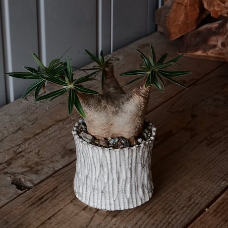 グラキリス φ7.5cm  - 象牙宮- ［No.78］  ×   根本峻吾 作 S.N POT type.slim「 月光ノ爪牙」3.5号 植木鉢 笠間焼