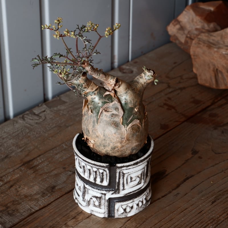 キフォステンマ　べディフォルメ　ソマリアナローリーフ　まんまる　現地球 キフォステンマ べディフォルメ ソマリアナローリーフ まんまる