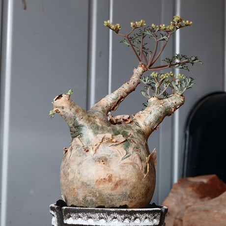 丸株 キフォステンマ ベティフォルメ ナローリーフ ソマリア産 輸入株［No.16］  × 根本峻吾 作品【 S.N POT「 覚醒 / 月光 ver. 」3号 】
