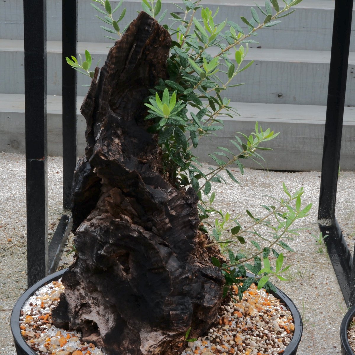 Old Olive 古木オリーブ［No.18］× 12号皿鉢 (φ36cm) | Botani