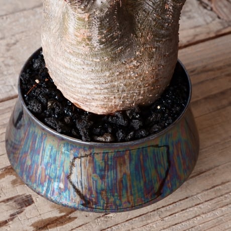 グラキリス φ8.5cm - 象牙宮-［No.13］×  坂本新 作「 LUSTER BLACK  」3.5号鉢 笠間焼 植木鉢