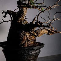 発根済 オペルクリカリア パキプス P-12  × 小野瀬 一 作品「the first plants wear」 6号 植木鉢