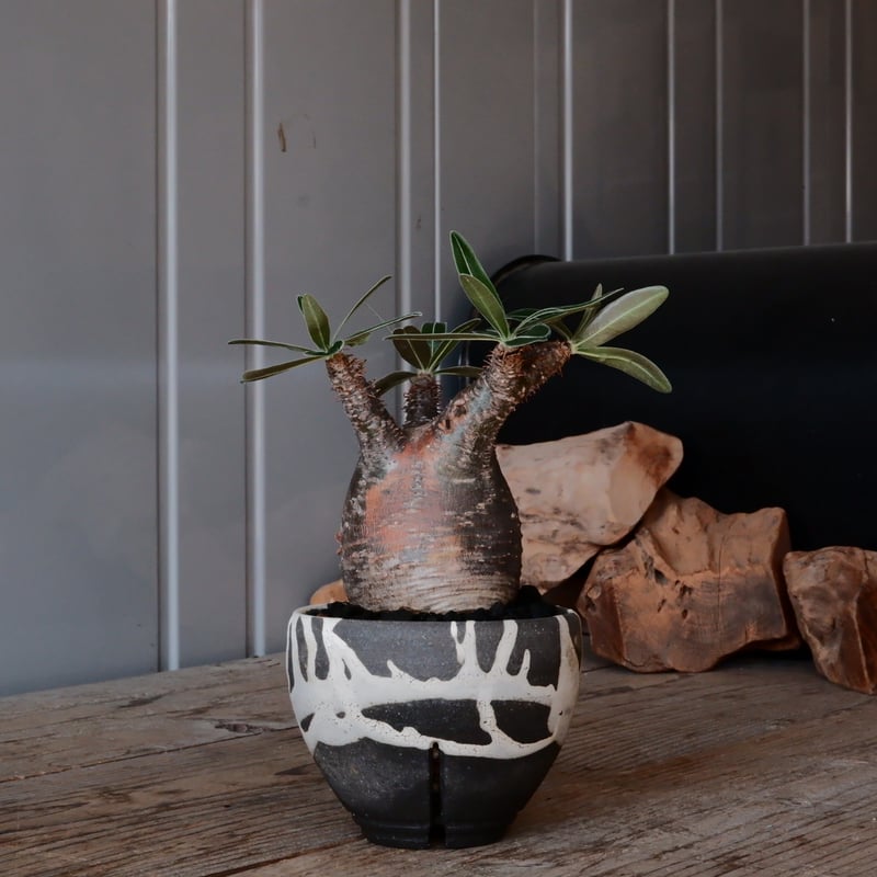 パキポディウム グラキリス現地球発根後1年経過（鉢 沼野秀章） 【公式