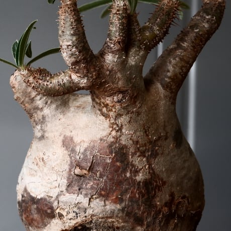 グラキリス φ8cm - 象牙宮 -［No.56］  × 磯部祐介 作「 彩 - sai - 」3号 植木鉢 笠間焼