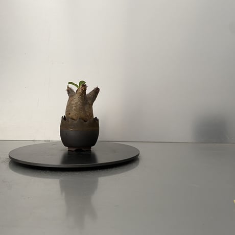 発根済 魔界玉 マカイエンセ BG-206 × S.N.Pot "丸"- crown - 2号鉢 ［作家  "根本峻吾"］