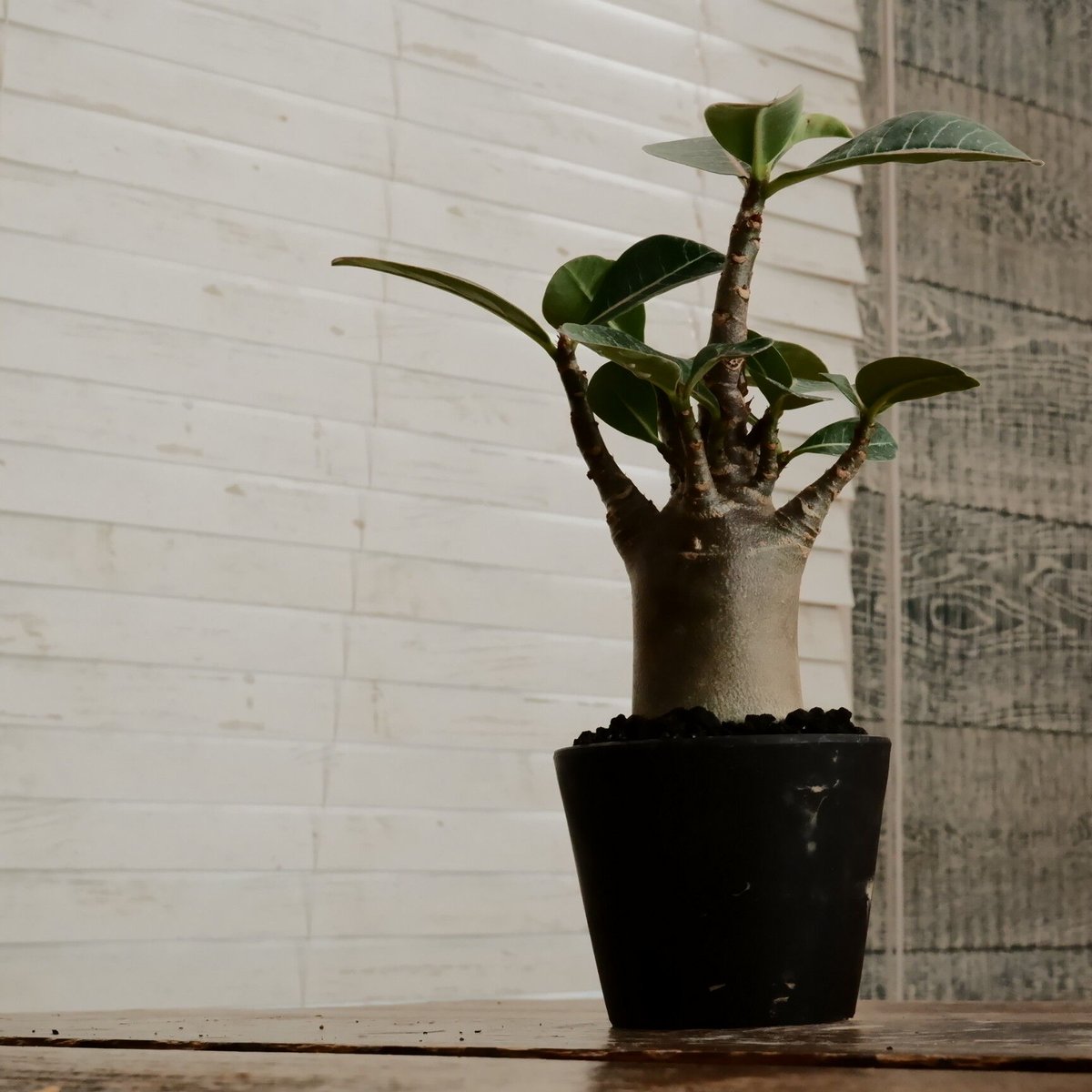 アデニウム アラビカム ドワーフ 6寸 g66 アデニウム ドワーフ ブラックスキン 塊根植物 コーデックス