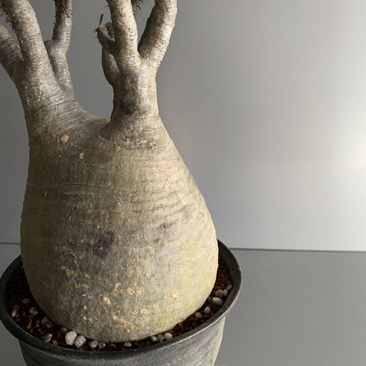 パキポディウム グラキリス サイズM パキポディウム グラキリス