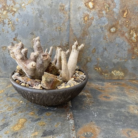 Madagascar Rock Garden - Yellow -［ No.4 ］