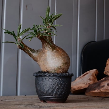 グラキリス φ8cm - 象牙宮 -［No.53］  ×    與那嶺大輔 作 「琉球飛び鉋」3号 植木鉢