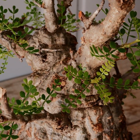 オペルクリカリア パキプス φ13cm［No.25］  × 磯部祐介 作品【 瓦 - kawara - "金剛"  】 5号 植木鉢 笠間焼