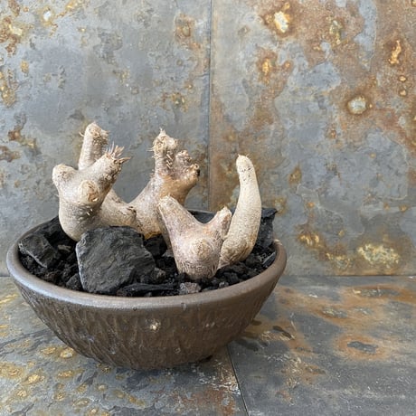 Madagascar Rock Garden - Black -［ No.1 ］