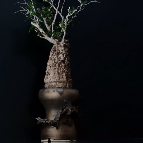 オペルクリカリア パキプス［No.19］  ×   HINUMA RYU 作 「龍ノ長鉢」植木鉢 4号 やちむん 壺屋焼