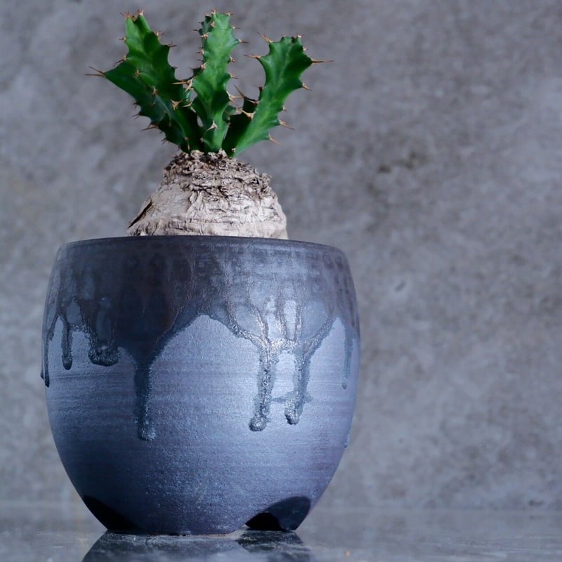 クラビゲラ No.16 × 円 - en - 