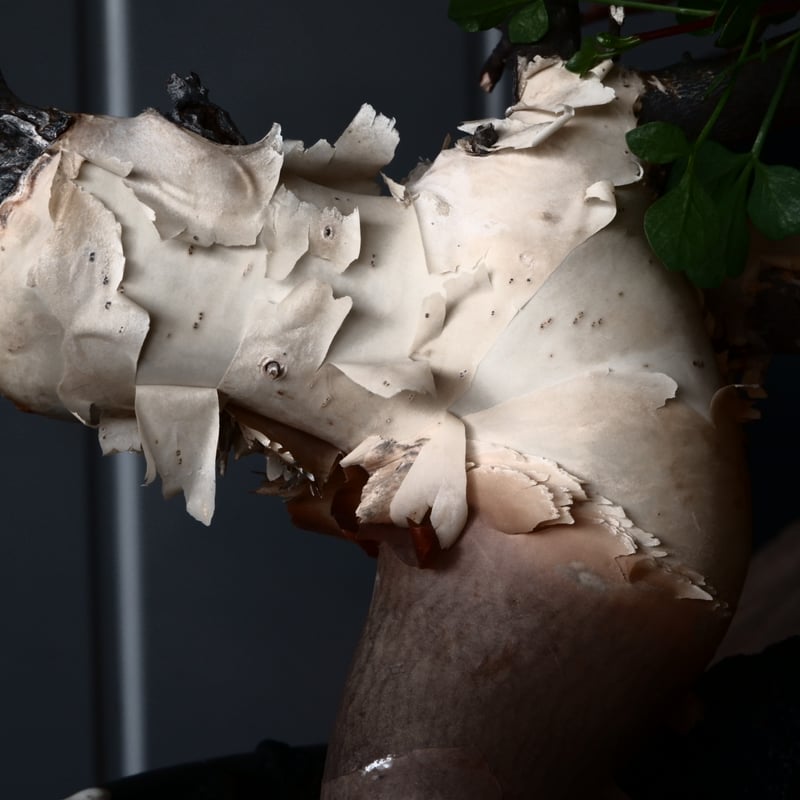 コミフォラ カタフ ピュア ソマリア 小野瀬一dip pot植え込み