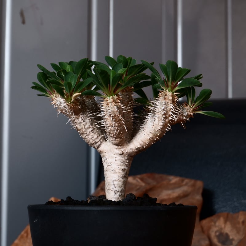 【発根済】ユーフォルビア　ギラウミニアナ ユーフォルビア ギラウミニアナ 輸入株［No.41］ 4号鉢 | Botanical Holic