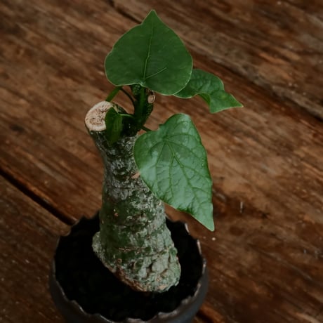 アデニア クリスタルグリーン［No.55］  ×   根本峻吾 作 S.N POT type.slim「 鐡 - 黒焔 - 」3号 植木鉢 笠間焼