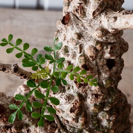 オペルクリカリア パキプス φ 11cm［No.05］  × 根本峻吾 作 S.N POT type.cylinder「 月光ノ爪牙」4.5号 植木鉢 笠間焼