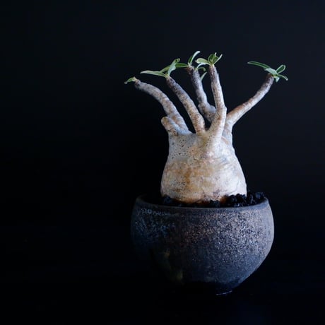 発根済 グラキリス 09  ×  " Black Wrap "［ 作家 : 沼野秀章 ］笠間焼 植木鉢