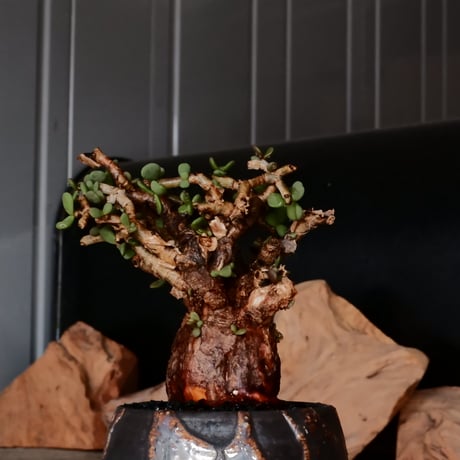 ケラリア ピグマエア［No.76］  × 磯部祐介 作品【 円 - 闇堕ち - 】2.5号 植木鉢 笠間焼