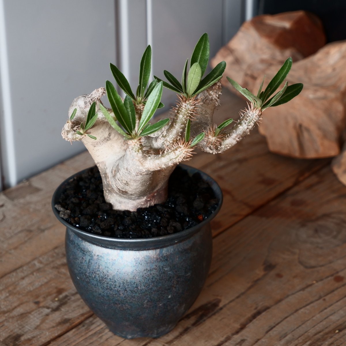 パキポディウム ブレビカリックス 輸入株［No.21］ × 坂本新 作