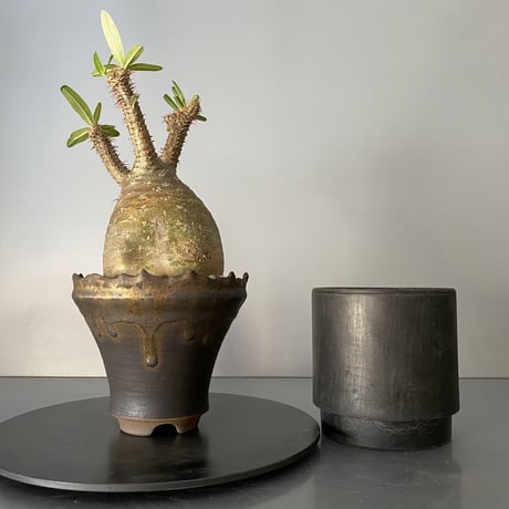 【 綴化 セッカ 】発根済 グラキリス 現地株 BG-129 × S.N.Pot - crown - 4号鉢 ［作家  "根本峻吾"］