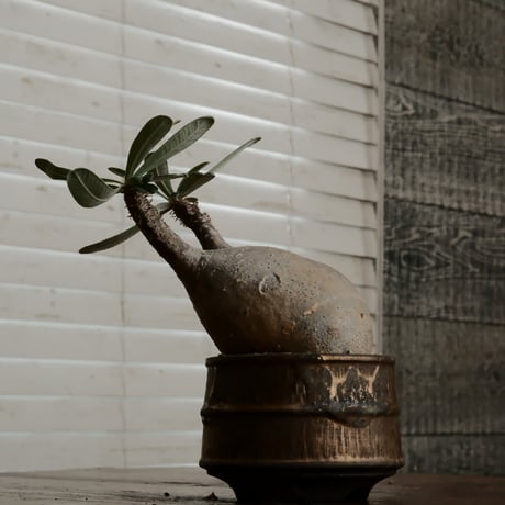 グラキリス  φ8.5cm - 象牙宮 -［No.67］  ×  磯部祐介 作「 瓦 - kawara -  "金剛 飛び鉋 ver. "」3号 植木鉢 笠間焼