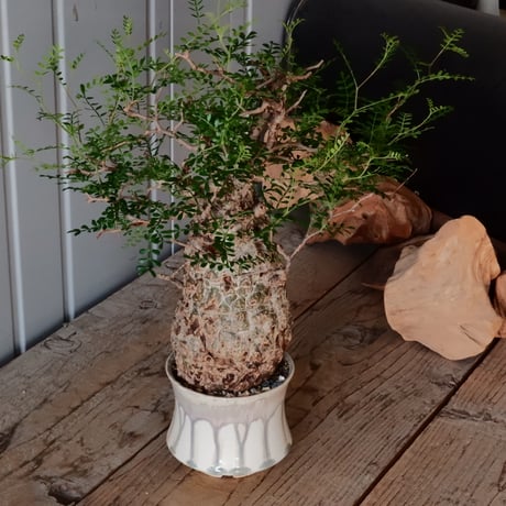 オペルクリカリア パキプス φ 11cm［No.27］  × 杉山悠 作 φ11cm 植木鉢 笠間焼