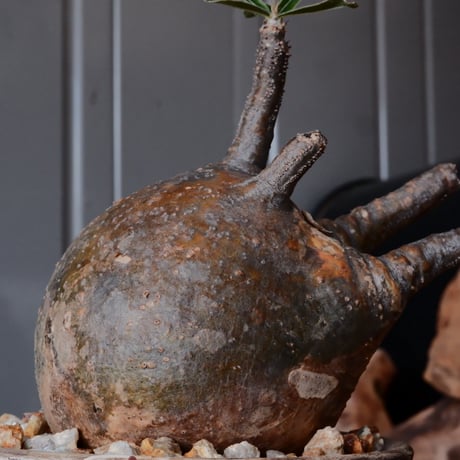 グラキリス φ8cm - 象牙宮 -［No.50］  ×   沼野秀章 作「 刻ム音 」3号 植木鉢 笠間焼