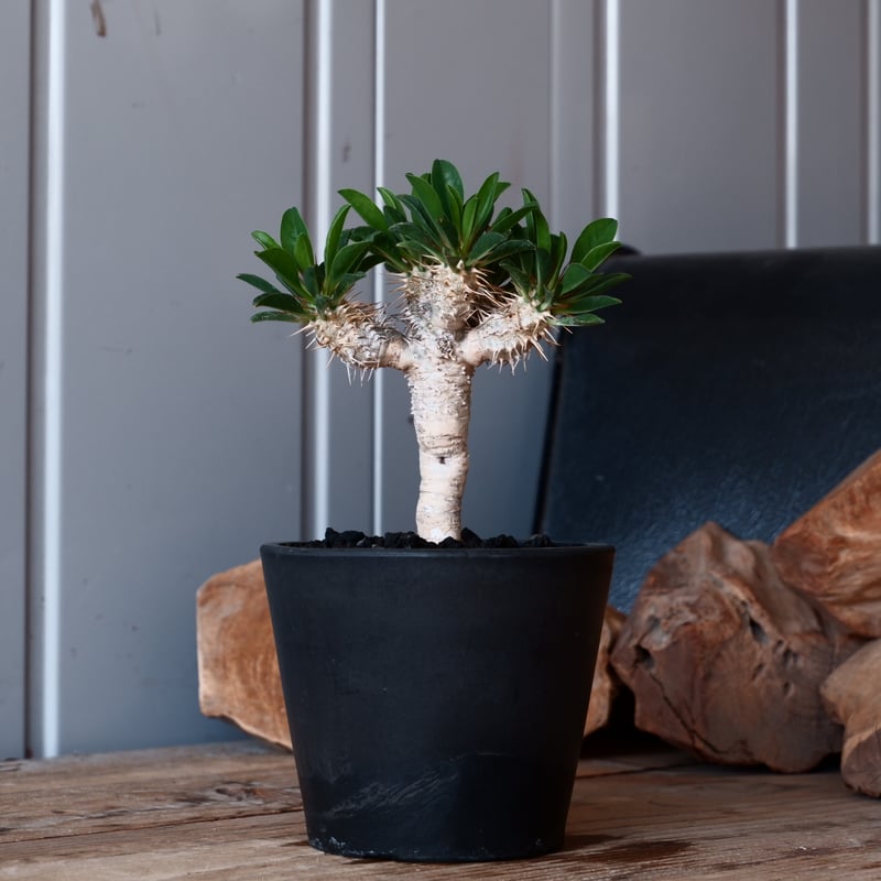 【綴化ver.】ユーフォルビア☆ギラウミニアナ 綴化ver.】ユーフォルビア☆ギラウミニアナ