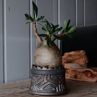 グラキリス φ11cm  - 象牙宮- ［No.36］  ×   根本峻吾 作 S.N POT type.cylinder「 鐡 - 黒焔 - 」4号 植木鉢 笠間焼