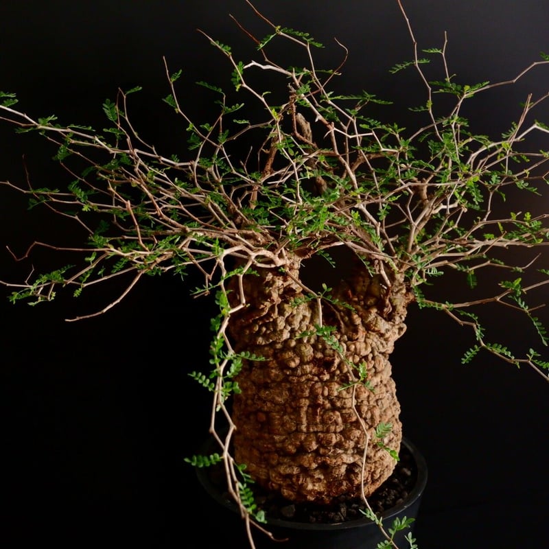 大型 ボコボコ肌 パキプス 05 ［幹幅15cm ］ 7号鉢 | Botanical