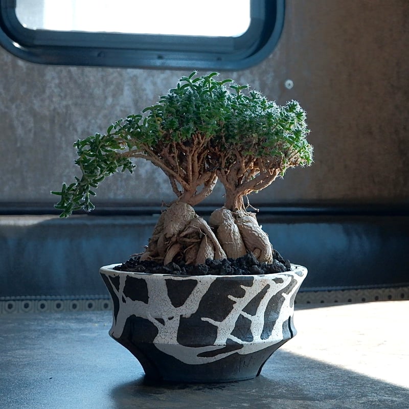 トリコディアデマ・ブルボスム - 姫紅小松 - 寄せ植え［No.01］× 沼野