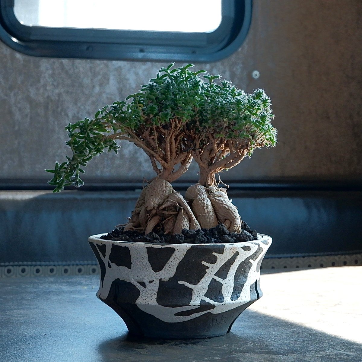 トリコディアデマ・ブルボスム - 姫紅小松 - 寄せ植え［No.01］× 沼野