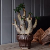 異形マカイエンセ φ14cm - 魔界玉 -［No.115］  × 中野明彦 作品【 KIRIKO / dark brown / 4号 】笠間焼 植木鉢