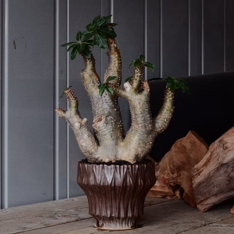 CATEGORY マカイエンセ - Makayense - | Botanical Holic