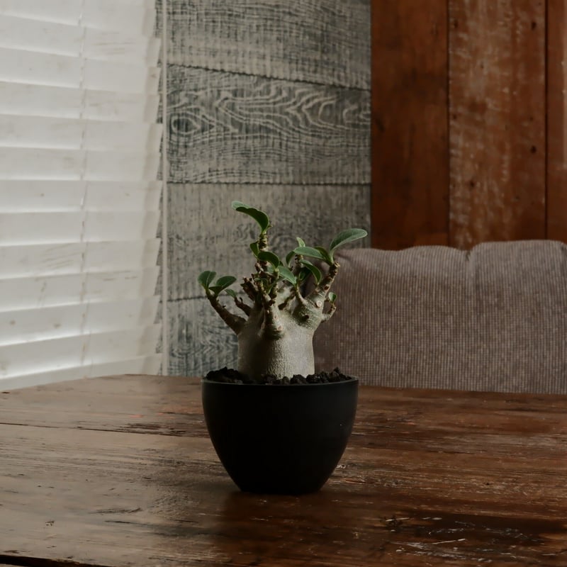 【希少種】　極太　アデニウム　ウワン アユタヤ　5号 アラビカム　ドワ 小人》アデニウム アラビカム 