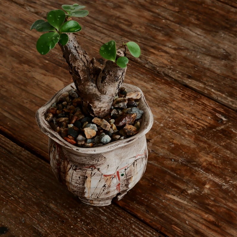 ユーフォルビア　イトレメンシス（良型.美株） 鉢付き ユーフォルビア イトレメンシス | FELICITA