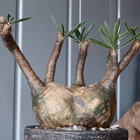 グラキリス φ11cm - 象牙宮 -［No.39］  ×   沼野秀章 作「 刻ム音 」3.5号 植木鉢 笠間焼