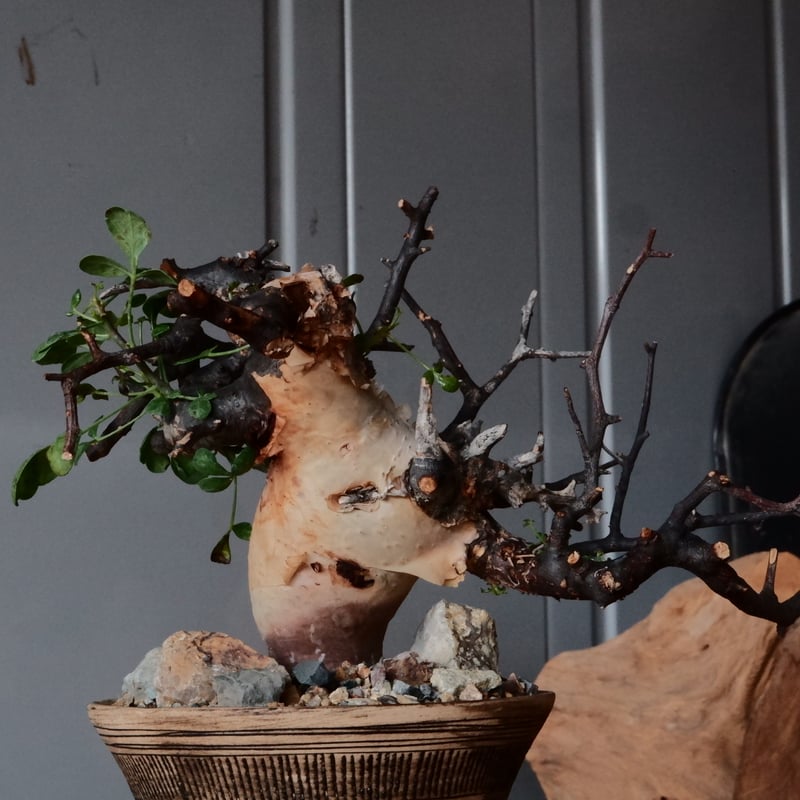 カタフ　ピュア　ソマリア産　No9 kataf 発根済 コミフォラ・カタフ(ピュア ソマリア) こんなにも美しい灌木は