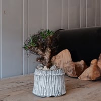万物想 チレコドン レティキュラーツス［No.02］  ×   根本峻吾 作 S.N POT type.cylinder「 月光ノ爪牙」 3.5号 植木鉢