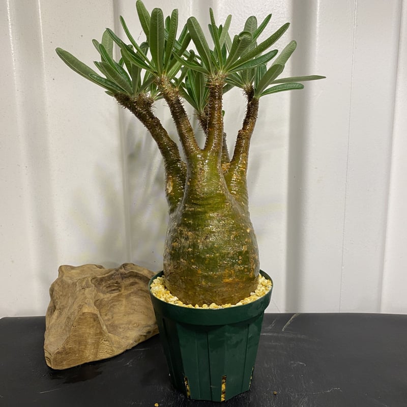 グラキリス 3年管理株 現地球 枝折れなし グラキリス 3年管理株 現地球