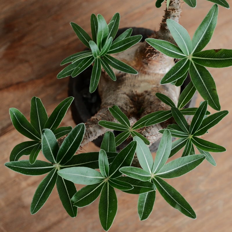 綴化 グラキリス - 象牙宮 -［No.161］ × 沼野秀章 作「 black wra